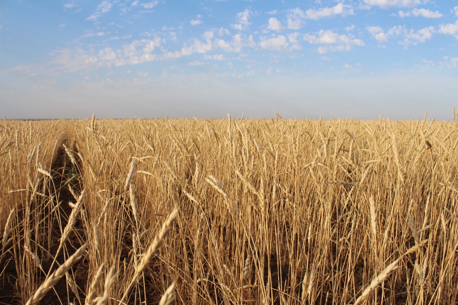 Казахстанский экспорт пшеницы в Италию бьёт рекорды